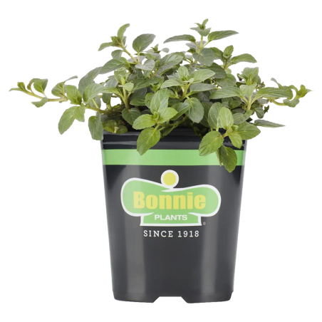 Classic Mint Seedlings Bonnie Plants